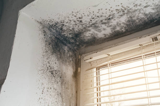 Trusted Black Mold Removal service in Raleigh, NC - Cheap Mold Removal
